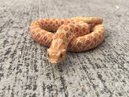 We did not find results for: High Red Albino Western Hognose Snake