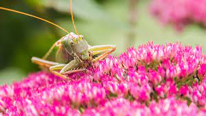 What Do Insects Eat Apple Pest Control Blog