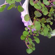 Image result for Impatiens keilii