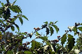 Image result for Solanum chrysotrichum