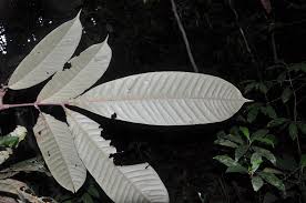 Image result for Anthonotha