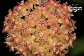 Maybe you would like to learn more about one of these? Hoya Mindorensis Orange Flowers Currlin Orchideen