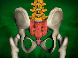 Low back extensor muscles, such as the erector spinae, must eccentrically contract to slow your body's descent as you flex forward, then isometrically one example of this is the posture of the hip joint when sitting. Lumbar Spine Sacrum And Coccyx