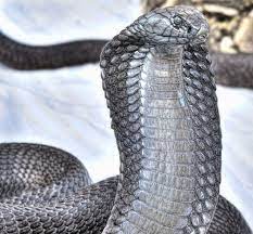 The World S Most Dangerous Snakes 10 Photos Reptiles And Amphibians Snake Reptile Snakes