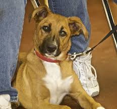 Black And White Collie Mix Black Mouth Cur X Border Collie Mix Border Collie Mix Puppies And Kitties Black Mouth Cur
