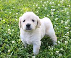 Feel free to browse hundreds of active classified puppy for sale. Goldenretrieverpuppy Goldenretrieverpuppies Goldenretriever Tyson Male Golden Retriever Puppy For Golden Retriever Puppy Retriever Puppy Golden Retriever