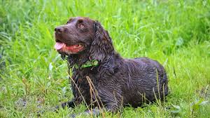 Image result for německý křepelák postava