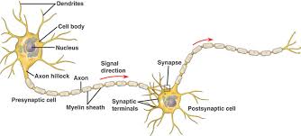 structure function the nervous system anatomy and more