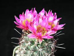 Desert flowers desert plants exotic flowers amazing flowers beautiful flowers colorful flowers cactus with flowers desert cactus succulent city what's the purpose of thorns on a cactus plant? File Beautiful Cactus Flowers Jpg Wikimedia Commons