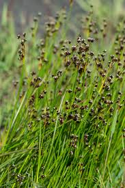 Image result for Suaeda merxmuelleri