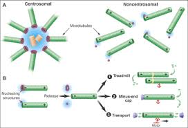 These have also been reported in the cells of. Persistence Pays Science