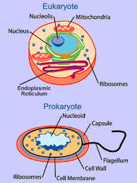 Organelles Of Eukaryotic Cells