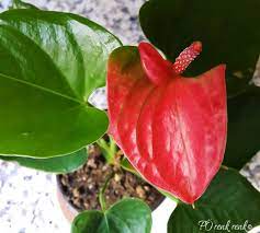 Anthurium Flower Renk Renk
