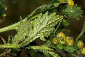 Image result for Grangea maderaspatana