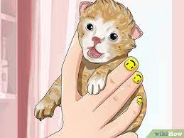 Dari perkawainan itu melahirkan anak betani dan. Cara Memelihara Anak Kucing Tak Berinduk Di Bawah Usia Tiga Minggu