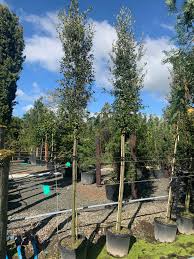 We did not find results for: Quercus Ilex Evergreen Oak Standard Trees Caragh Nurseries