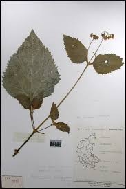 Image result for Adenostemma viscosum