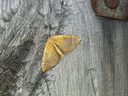 Image result for Eulithis testata