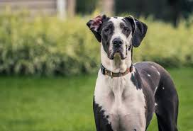 I wonder if that angry look she gave me can. 7 Large Dog Breeds With Short Hair Patchpuppy Com