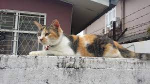 Penyakit Sporo Kucing Perlu Segera Dirawat Kurangkan Risiko Psherbs