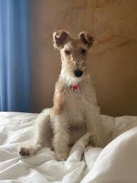 Stella Wire Fox Terrier Wire Fox Terrier Wirehaired Fox Terrier Fox Terrier