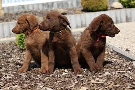 Theodore roosevelt had a chesapeake bay retriever named 'sailor boy'. Chesapeake Bay Retriever Hunderasse Charakter Haltung Pflege