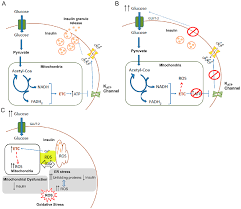 March 12, 2017/0 comments/by biocare. Jcm Free Full Text Relationship Between Oxidative Stress Er Stress And Inflammation In Type 2 Diabetes The Battle Continues Html