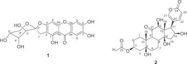 Image result for Bersama swynnertonii