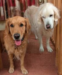 The Daily Dolly. The ongoing tale of our beautiful rescue Goldie, HRH  Princess Dolly Lazar and her crazy sidekick, Duracell Dylan. Dylan is most  definitely ready to start the day whilst maybe