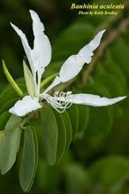 Natural products chemistry research group, organic chemistry division, department of. Bauhinia Aculeata Photos Isb Atlas Of Florida Plants Isb Atlas Of Florida Plants
