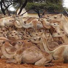There are 623 stuffed camel for sale on etsy, and they cost $23.99 on average. Pdf Camels In Botswana Herd Dynamics And Future Development Implications