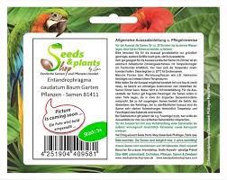 Image result for Entandrophragma caudatum