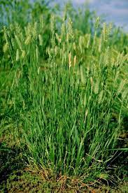 It grows in mild temperature regions throughout the united states and europe. Preferred Seed
