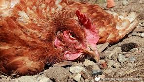 Haiwan terbahagi kepada tiga (3) kumpulan iaitu: Bahaya Antibiotik Dalam Daging Ayam Dr Zubaidi Hj Ahmad Menulis