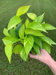4 Pothos Neon Variegated Sport Neon Pothos Plants Pothos Plant