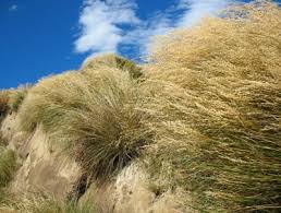 Image result for Rytidosperma davyi