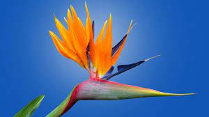 70 Flowers With Meaning Flowersandflowerthings In 2020 Flower Meanings Birds Of Paradise Flower Strange Flowers