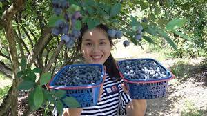 农村姑娘蓝莓园摘蓝莓 吃一半 买一半 饱吃了一顿 youtube make it yourself blueberry gardening
