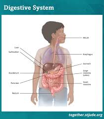 Esophageal cancer is a disease in which malignant (cancer) cells form in the tissues of the esophagus. Digestive Late Effects After Childhood Cancer Treatment Together