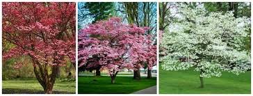 In order to ensure that your tree works as a. The 5 Best Ornamental Trees For New Jersey Precision Tree Landscape