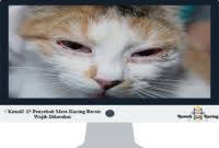 Hindari menggoreng makanan untuk kucing karena gorengan akan membuat bulu kucing mudah rontok. Bolehkah Kucing Memakai Tetes Mata Manusia