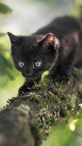 Explore mjzoogirl's photos on flickr. Furry Black Kitten Blue Eyes Tree 750x1334 Iphone 8 7 6 6s Wallpaper Background Picture Image