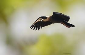 Black Bird With Orange Shoulders White Shouldered Ibis Pseudibis Davisoni Ibis Extinct Birds Endangered