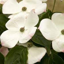 Check spelling or type a new query. 27 Flowering Trees For Year Round Color Hgtv