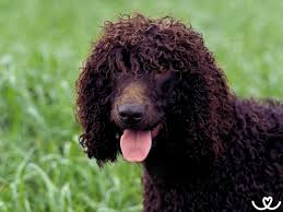 Image result for irský vodní španěl