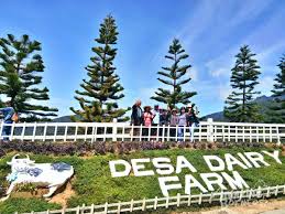 Kundasang is home to desa cattle dairy farm. Kinabalu Park With Rumah Terbalik Desa Cow Farm Amazing Borneo Tours Amazing Borneo Tours
