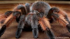 Image result for Emilia brachycephala