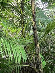pin by stephen chen on 棕櫚科省藤屬台灣水藤calamus formosanus becc plant leaves plants flowers