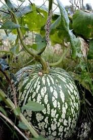 Pin De Maria Em Frutas E Verduras Exoticas Frutas E Vegetais Ideias De Jardinagem Frutas Exoticas