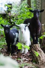 country life おしゃれまとめの人気アイデア pinterest crystal parsons 可愛い 動物 子ヤギ 動物